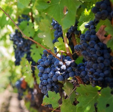 grapes-vineyard-climate-change_S